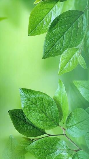 Huawei X Wallpaper Mobile9