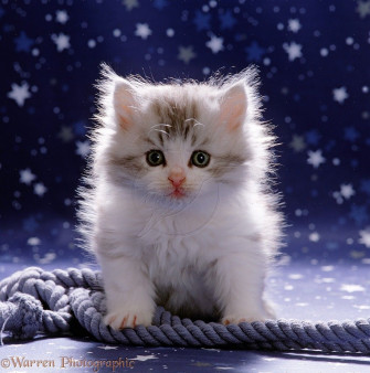 Fluffy Cute Kitten Wallpaper