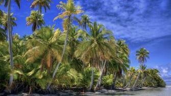 Beautiful Beach Background Palm Trees Great HDr