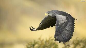 Flying Falcon Wallpaper