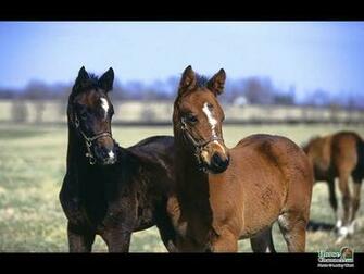 Springtime Foal Screensaver And Desktop Wallpaper