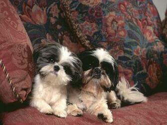 Desktop Wallpaper Shih Tzu Tzus