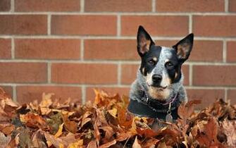 Australian Cattle Dog HD Wallpaper Background Image