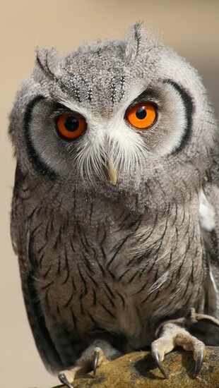 Cute Owl Wallpaper iPhone