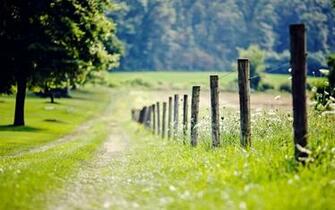 Nature Fence Fencing Meadow Grass Green Tree Foliage Leaves Flower