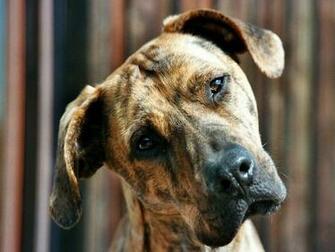 Pitbull Terrier Wallpaper