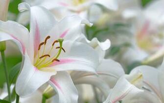 White Lilies Wallpaper