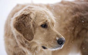 Golden Retriever In Snow Wallpaper