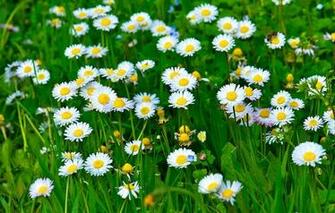 Wallpaper And Screensavers For Mobile Phones Flowers Android