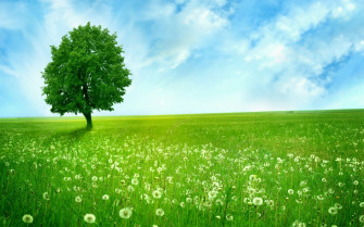 Tree Wallpaper