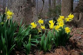 Spring Is Coming Wallpaper HD