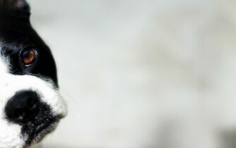 Black And White Dog Wallpaper Photo
