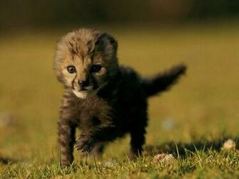 Animals For Just You Can Help Save Big Cats By Uploading A Photo