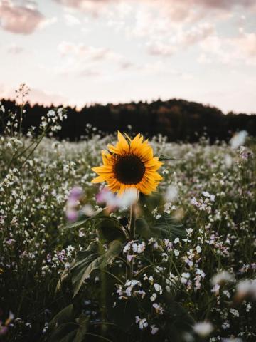 Sunflower In Bloom Photo Flower Image