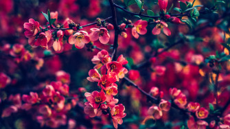 Red Pearls Flowers 4k HD Wallpaper Image Photos And Picture