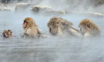 Japanese Macaque Wallpaper X Net