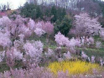 Spring Season Wallpaper Desktop Nature