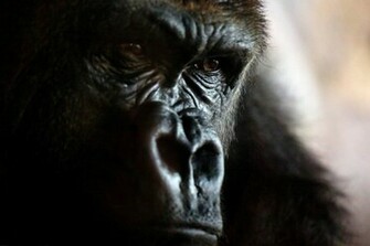 Angry Gorilla Wallpaper Best HD
