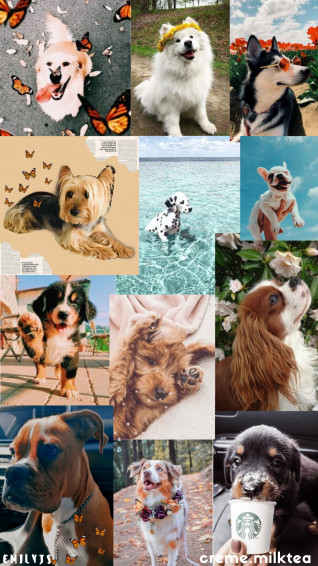 Cute Aesthetic Dogs Perfect For Your Instagram Feed Wallpaper