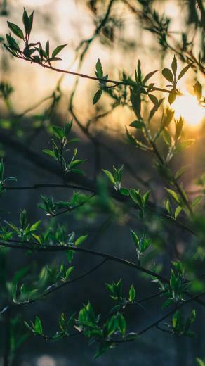 Back To Nature iPhone Wallpaper Collection