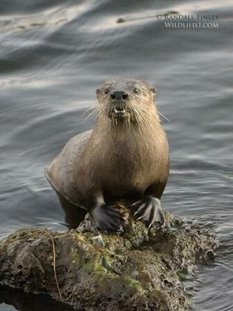 River Otter Pictures Quotes