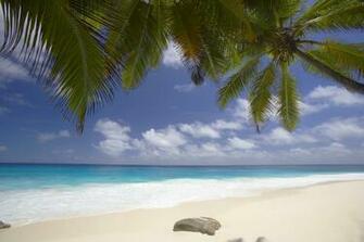 Beach Island Palm Seychelles Fregate Pure White Sand