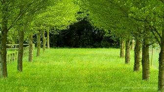 High Definition Wallpaper 1080p