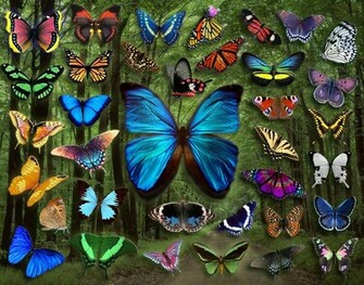 Butterflies Image Butterfly Collage HD Wallpaper And Background