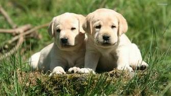 HD Labrador Retriever Puppies Wallpaper 1080p Dogs