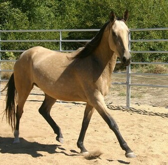Quarter Horse Wallpaper