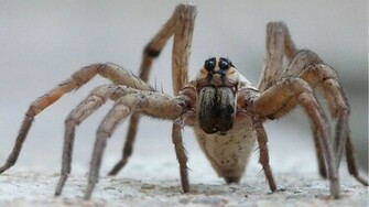 Wolf Spider Computer Wallpaper Desktop Background Id