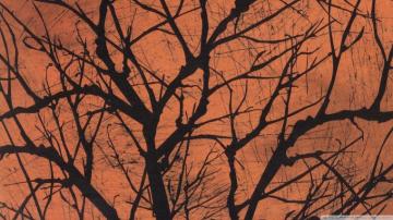 Halloween Creepy Tree Ultra HD Desktop Background Wallpaper For 4k