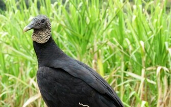 Black Vulture Wallpaper