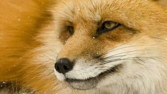 Fox Wallpaper HD