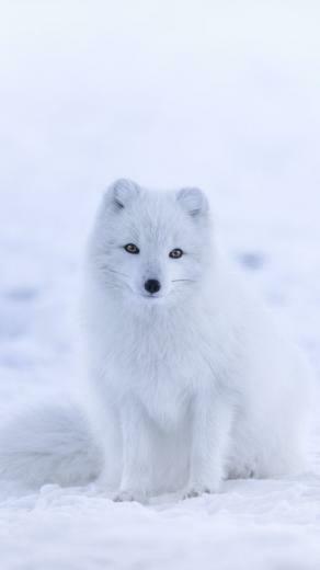Wallpaper Arctic Fox Cute Animals Winter Snow White 8k