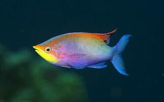 Funny Fish Wallpaper And Image Pictures Photos