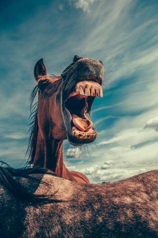 Funny Wallpaper HD Hq