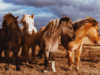 Photography Ponies Wallpaper