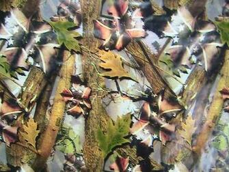 Water Transfer Printing Topic Rebel Flag Camo With Pictures