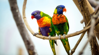 Birds 4k Wallpaper HD Image