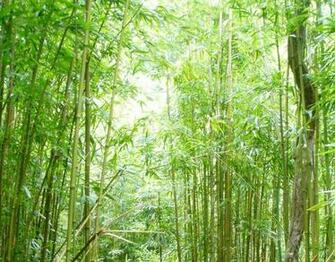 HD Wallpaper Bamboo Artwork Monochrome Or Image Color