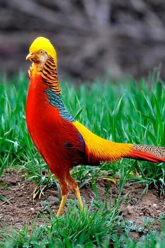 Golden Pheasant Wallpaper Best Inspirational High