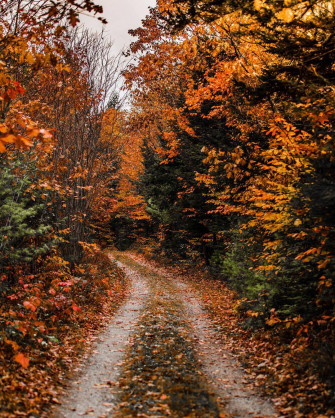 Picture Fall Wallpaper