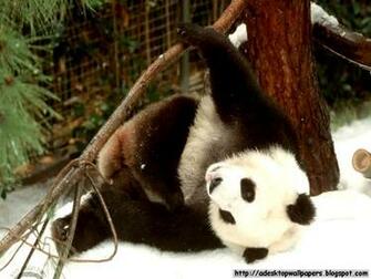 Funny Giant Panda Desktop Wallpaper