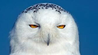 Snowy Owl HD Wallpaper
