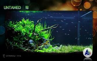 Aquascape Wallpaper Black Aquatic Story Pte Ltd Picasa Web