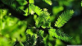 Small Leaves Tree Wallpaper
