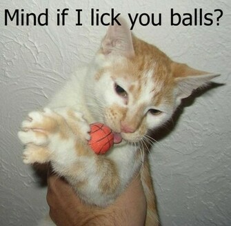 Funny Cat Sayings HD Wallpaper In Imageci