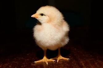 File Day Old Chick Black Background Jpg Wikipedia The