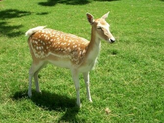 Deer Wallpaper Image And Animals Pictures
